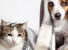 Україну накриє різке похолодання: прогноз погоди на 13 грудня Україну-накриє-різке-похолодання:-прогноз-погоди-на-13-грудня