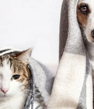 Україну-накриє-різке-похолодання:-прогноз-погоди-на-13-грудня Україну-накриє-різке-похолодання:-прогноз-погоди-на-13-грудня