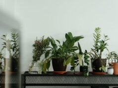 Копійчана таблетка, яка врятує навіть дуже пожовклі квіти: перевірений метод Копійчана-таблетка,-яка-врятує-навіть-дуже-пожовклі-квіти:-перевірений-метод