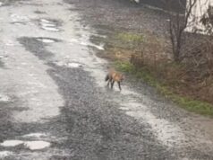У Луцьку лисиці розгулюють біля приватних будинків У-Луцьку-лисиці-розгулюють-біля-приватних-будинків