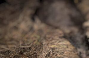 На Волині знайшли вбиту самку лося На-Волині-знайшли-вбиту-самку-лося