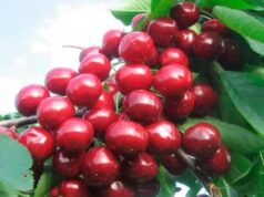 Чому черешня не плодоносить: поширені проблеми та їх вирішення Чому-черешня-не-плодоносить:-поширені-проблеми-та-їх-вирішення