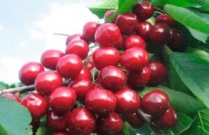 Чому черешня не плодоносить: поширені проблеми та їх вирішення Чому-черешня-не-плодоносить:-поширені-проблеми-та-їх-вирішення