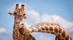 Хто головні однолюби на Землі? Нове дослідження здивує Хто-головні-однолюби-на-Землі?-Нове-дослідження-здивує