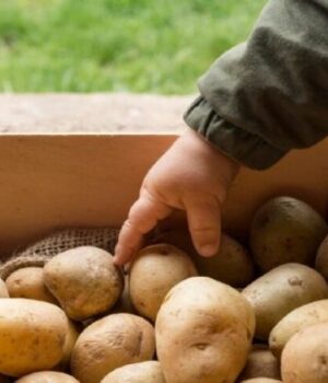 Де-не-можна-зберігати-картоплю-взимку:-запам’ятайте-ці-місця