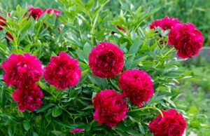 Чи потрібно обрізати півонії взимку: садівники порадили, як краще Чи-потрібно-обрізати-півонії-взимку:-садівники-порадили,-як-краще