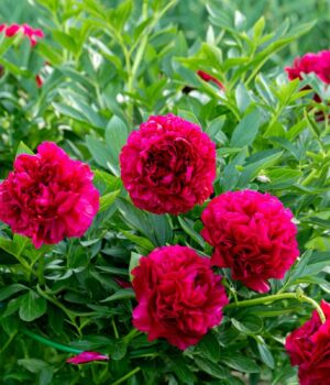 Чи-потрібно-обрізати-півонії-взимку:-садівники-порадили,-як-краще Чи-потрібно-обрізати-півонії-взимку:-садівники-порадили,-як-краще