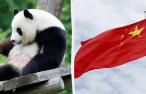 Китай забирає в Японії останніх панд: країна вперше за 50 років залишиться без тварин Китай-забирає-в-Японії-останніх-панд:-країна-вперше-за-50-років-залишиться-без-тварин