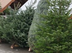 На Волині – одні з найдешевших ялинок в Україні На-Волині-–-одні-з-найдешевших-ялинок-в-Україні