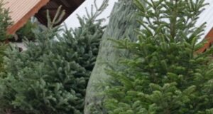 На Волині – одні з найдешевших ялинок в Україні На-Волині-–-одні-з-найдешевших-ялинок-в-Україні