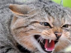 На Волині скажений кіт подряпав та вкусив 5-ох людей: що з постраждалими На-Волині-скажений-кіт-подряпав-та-вкусив-5-ох-людей:-що-з-постраждалими