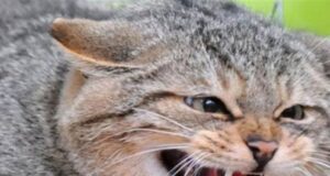 На Волині скажений кіт подряпав та вкусив 5-ох людей: що з постраждалими На-Волині-скажений-кіт-подряпав-та-вкусив-5-ох-людей:-що-з-постраждалими