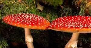 Корисні властивості мухомора — ефект, дія на організм Корисні-властивості-мухомора-—-ефект,-дія-на-організм