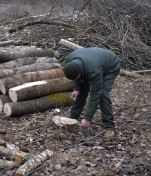 На-Волині-п’ятий-рік-не-можуть-зупинити-рубки-у-нацпарку