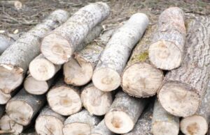 Десятки мільйонів збитків: на Волині п’ятий рік незаконно вирубують ліс у нацпарку Десятки-мільйонів-збитків:-на-Волині-п’ятий-рік-незаконно-вирубують-ліс-у-нацпарку