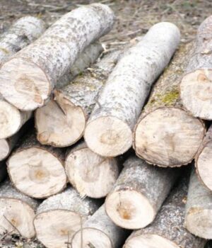 Десятки-мільйонів-збитків:-на-Волині-п’ятий-рік-незаконно-вирубують-ліс-у-нацпарку Десятки-мільйонів-збитків:-на-Волині-п’ятий-рік-незаконно-вирубують-ліс-у-нацпарку