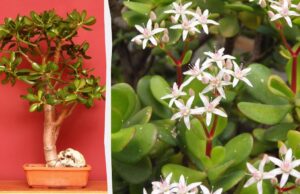 Як обрізати грошове дерево, щоб воно росло міцним і здоровим Як-обрізати-грошове-дерево,-щоб-воно-росло-міцним-і-здоровим