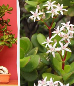 Як-обрізати-грошове-дерево,-щоб-воно-росло-міцним-і-здоровим