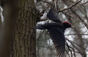 17 грудня в Україні буде похмуро, але тепло 17-грудня-в-Україні-буде-похмуро,-але-тепло