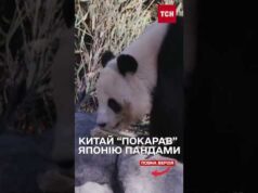 КИТАЙ забирає з ЯПОНІЇ своїх ПАНД через погіршення дипломатичних відносин (ВІДЕО) КИТАЙ забирає з ЯПОНІЇ своїх ПАНД через погіршення дипломатичних відносин (ВІДЕО)