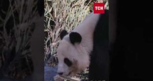 КИТАЙ забирає з ЯПОНІЇ своїх ПАНД через погіршення дипломатичних відносин (ВІДЕО) КИТАЙ забирає з ЯПОНІЇ своїх ПАНД через погіршення дипломатичних відносин (ВІДЕО)