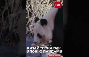 КИТАЙ забирає з ЯПОНІЇ своїх ПАНД через погіршення дипломатичних відносин (ВІДЕО) КИТАЙ забирає з ЯПОНІЇ своїх ПАНД через погіршення дипломатичних відносин (ВІДЕО)