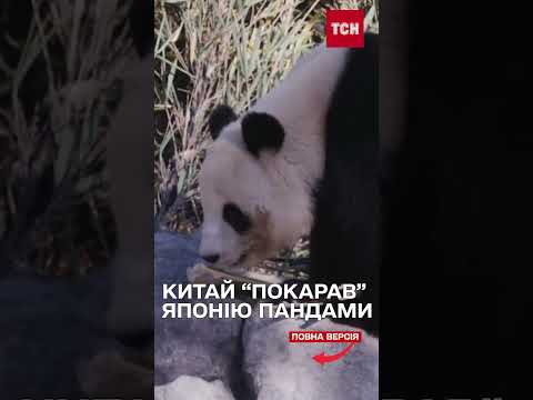 КИТАЙ забирає з ЯПОНІЇ своїх ПАНД через погіршення дипломатичних відносин (ВІДЕО) КИТАЙ забирає з ЯПОНІЇ своїх ПАНД через погіршення дипломатичних відносин (ВІДЕО)