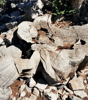 Молодий-вчений-через-необачність-знищив-5000-річне-дерево