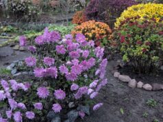 Клумба квітне і у грудні: у Луцьку сусідки прикрасили рослинами двір багатоповерхівки Клумба-квітне-і-у-грудні:-у-Луцьку-сусідки-прикрасили-рослинами-двір-багатоповерхівки