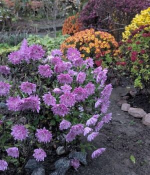 Клумба-квітне-і-у-грудні:-у-Луцьку-сусідки-прикрасили-рослинами-двір-багатоповерхівки Клумба-квітне-і-у-грудні:-у-Луцьку-сусідки-прикрасили-рослинами-двір-багатоповерхівки