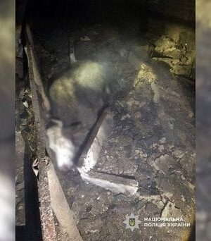 “Назустріч-йшла-корова-без-очей”:-РФ-дронами-знищила-сімейну-ферму-на-Чернігівщині