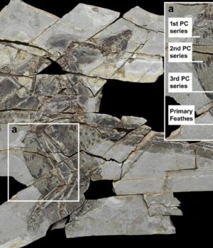Вчені-дізнались,-чому-деякі-крилаті-динозаври-втратили-здатність-літати
