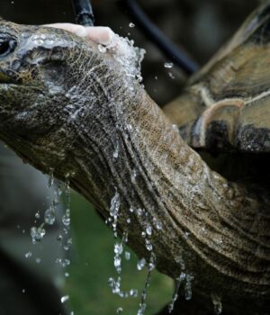 Чи-можуть-черепахи-повністю-ховати-голову-в-панцир-і-для-чого-він-їм-потрібен:-відповідь.