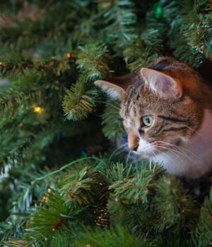 Як-захистити-ялинку-від-котів:-експерти-поділилися-дієвими-рішеннями