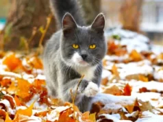 Мінлива хмарнісь, тепло та без опадів: погода в Україні 17 грудня Мінлива-хмарнісь,-тепло-та-без-опадів:-погода-в-Україні-17-грудня