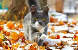 Мінлива хмарнісь, тепло та без опадів: погода в Україні 17 грудня Мінлива-хмарнісь,-тепло-та-без-опадів:-погода-в-Україні-17-грудня