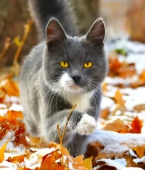 Мінлива-хмарнісь,-тепло-та-без-опадів:-погода-в-Україні-17-грудня