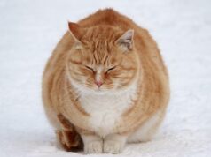 Кінець грудня принесе “мінуси”: синоптикиня назвала дату похолодання в Україні Кінець-грудня-принесе-“мінуси”:-синоптикиня-назвала-дату-похолодання-в-Україні