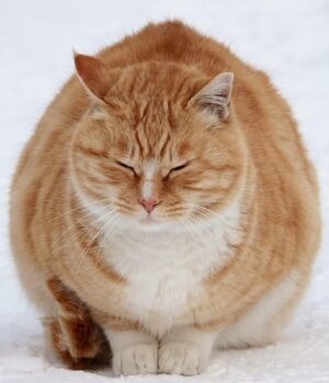 Кінець-грудня-принесе-“мінуси”:-синоптикиня-назвала-дату-похолодання-в-Україні