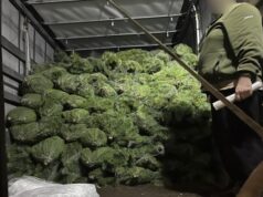 На Волині спіймали вантажівку із ялинками без документів. ФОТО На-Волині-спіймали-вантажівку-із-ялинками-без-документів.-ФОТО