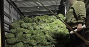 На Волині спіймали вантажівку із ялинками без документів. ФОТО На-Волині-спіймали-вантажівку-із-ялинками-без-документів.-ФОТО