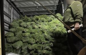 На Волині спіймали вантажівку із ялинками без документів. ФОТО На-Волині-спіймали-вантажівку-із-ялинками-без-документів.-ФОТО