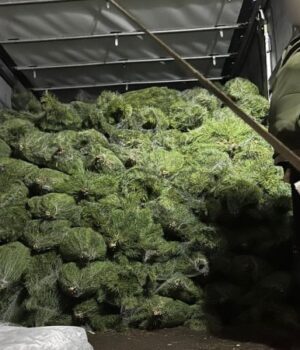 На-Волині-спіймали-вантажівку-із-ялинками-без-документів.-ФОТО