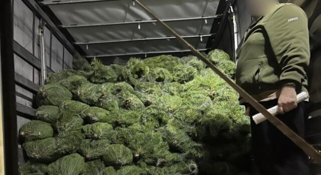 На Волині спіймали вантажівку із ялинками без документів. ФОТО На-Волині-спіймали-вантажівку-із-ялинками-без-документів.-ФОТО