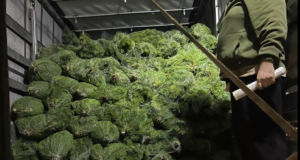 На Волині затримали вантажівку з нелегальними ялинками На-Волині-затримали-вантажівку-з-нелегальними-ялинками