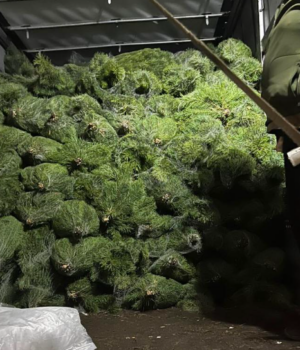 На-Волині-затримали-вантажівку-з-нелегальними-ялинками На-Волині-затримали-вантажівку-з-нелегальними-ялинками