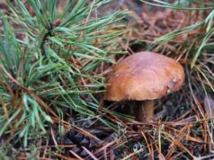 Які гриби ростуть у лісах волинського Полісся в грудні Які-гриби-ростуть-у-лісах-волинського-Полісся-в-грудні