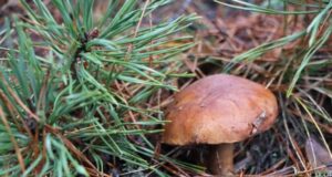 Які гриби ростуть у лісах волинського Полісся в грудні Які-гриби-ростуть-у-лісах-волинського-Полісся-в-грудні