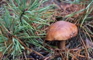 Які гриби ростуть у лісах волинського Полісся в грудні Які-гриби-ростуть-у-лісах-волинського-Полісся-в-грудні