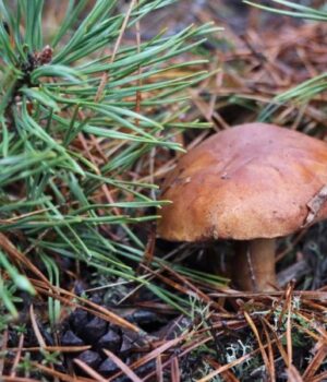 Які-гриби-ростуть-у-лісах-волинського-Полісся-в-грудні